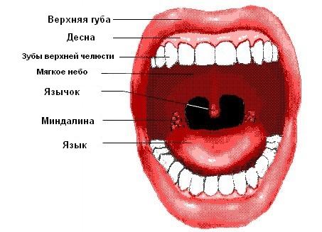 Прыщики в горле - какие могут сигнализировать заболевания