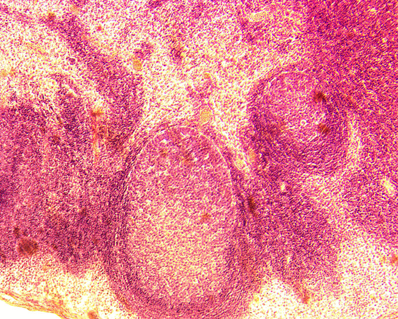 Domestic cat (Felis catus) stained lymph node - (stained by haematoxylin - eozin) - permanent slide plate under high magnification