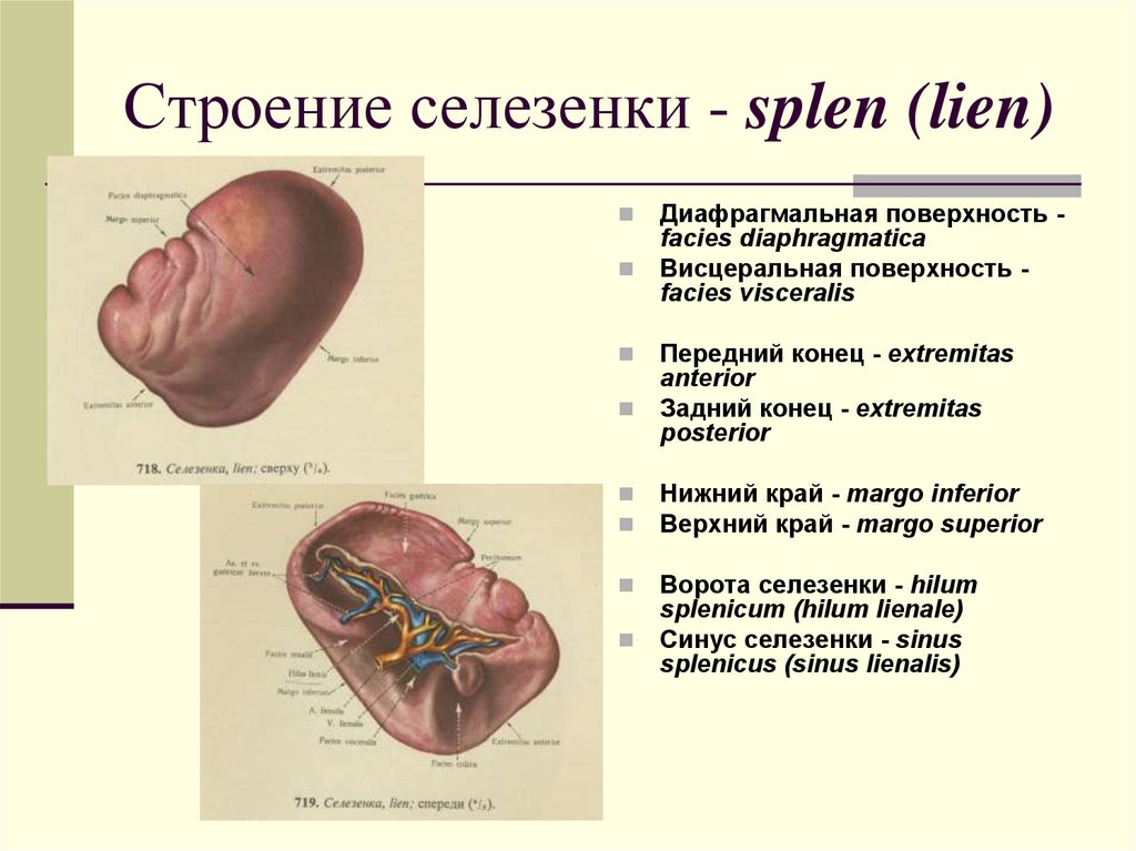 Селезенка топография. Анатомическое строение селезенки. Внутренне строение селезенки. Анатомические образования селезенки. Селезенка анатомия латынь.