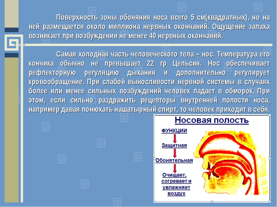 Воздух очищается согревается. Доклад на тему нос. Зона обоняния в носу. Сообщение об органе обоняния. Нос орган обоняния.