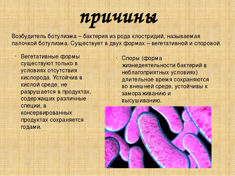 Инкубационный период ботулизма у человека. Возбудители ботулизма форма бактерии. Палочка ботулизма симптомы. Ботулизм бактерия. Условия возникновения ботулизма.