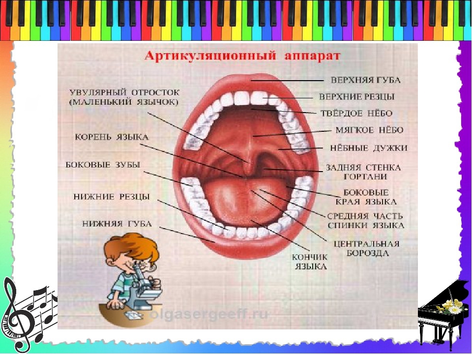 Язык мал. Маленький язычок у человека. Воспаление маленького язычка.