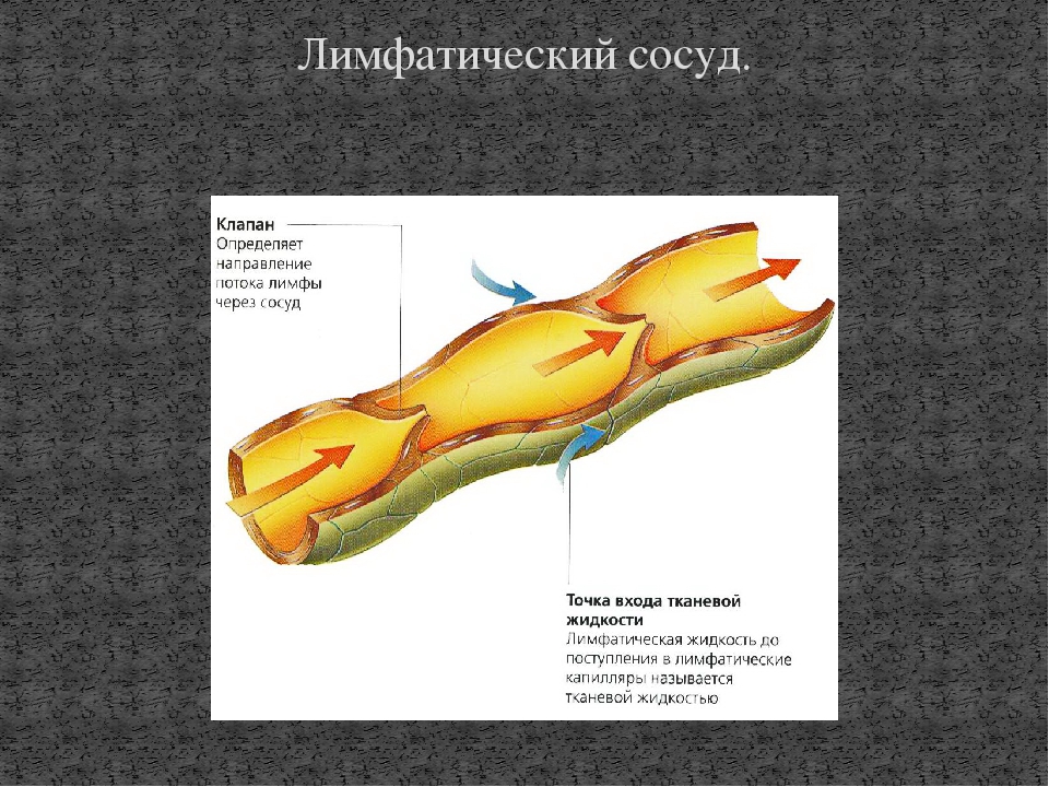 Составьте схему лимфатических сосудов