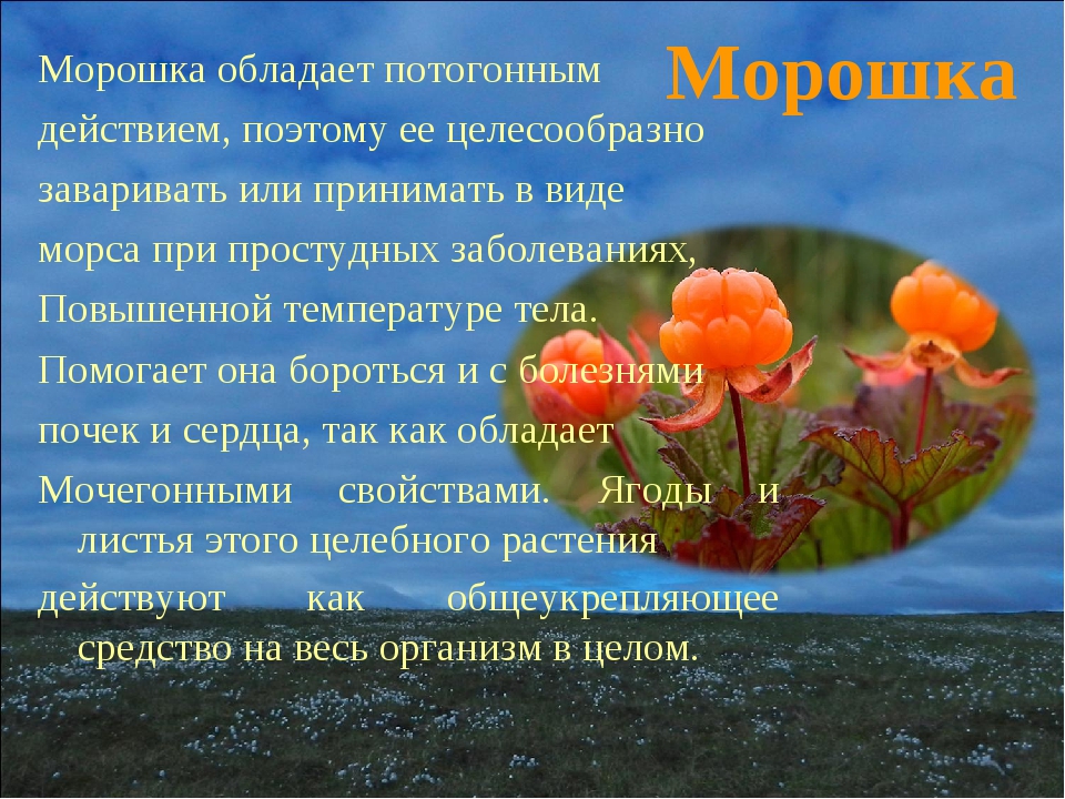 Польза морошки для здоровья. Чашелистики морошки. Плодоножка морошки. Характеристика морошки. Плодоножка от морошки.