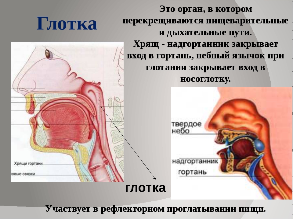 В какую систему органов входит гортань. Строение горла и дыхательных путей. Строение носоглотки и гортани. Дыхательные пути в гортани. Глотка и дыхательные пути.
