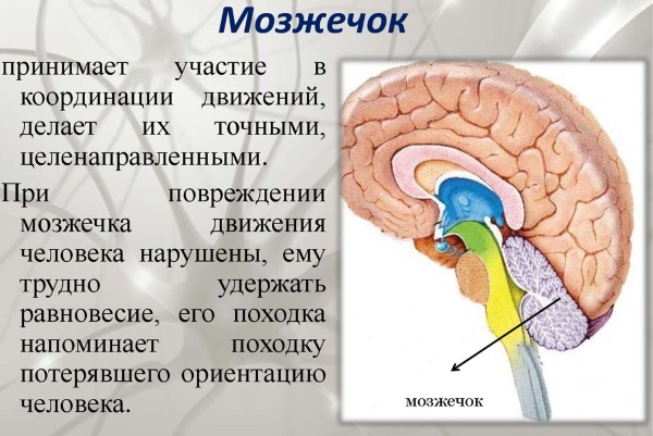 Нейросонография головного мозга у новорожденных. Нормы, таблица, когда делается, расшифровка результатов