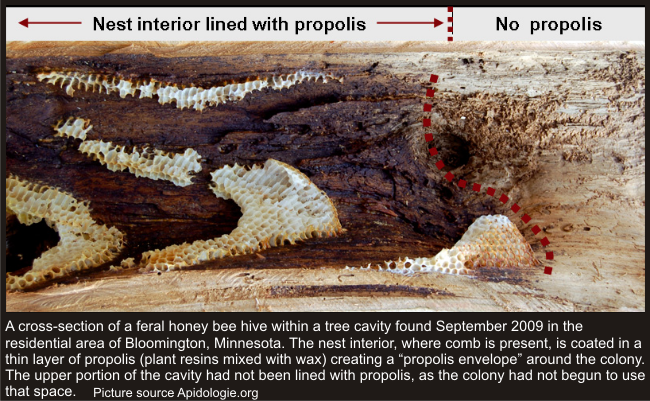 propolis fights against oxidative damage induced diseases