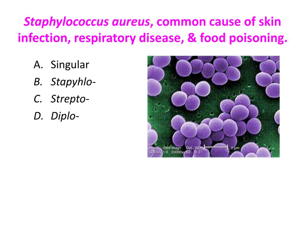 Стафилококк золотистый презентация