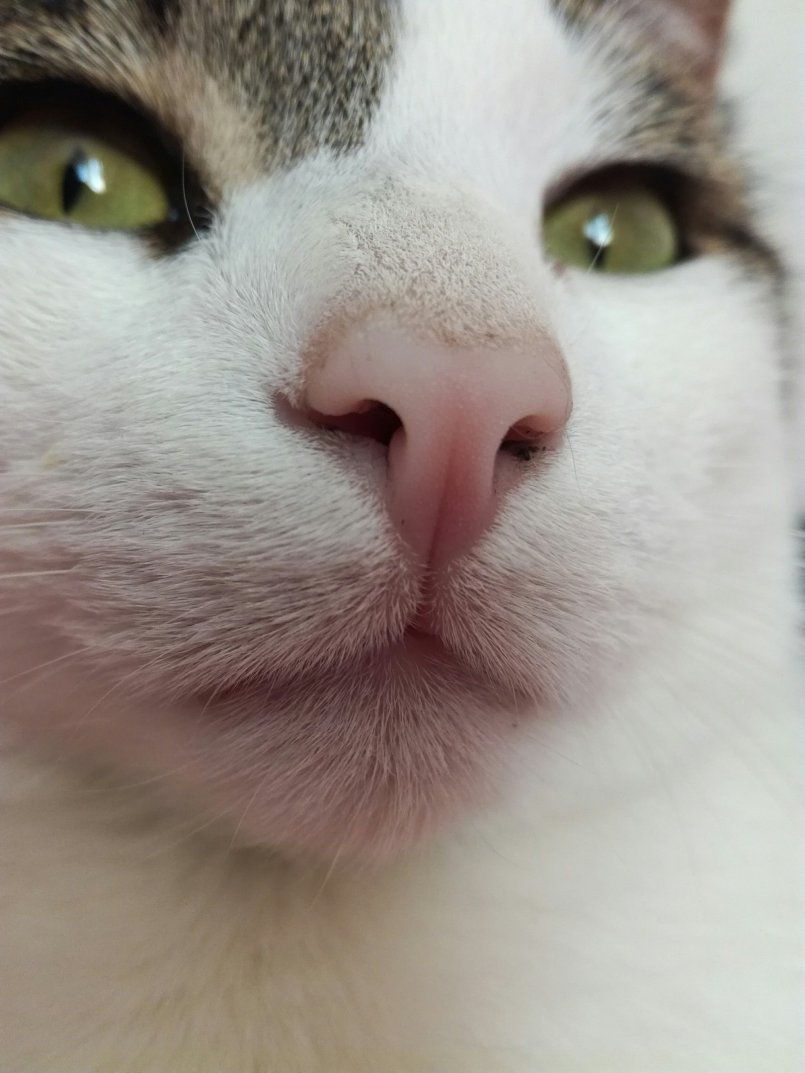 Кошка ест нос. Розовый нос. Нос кота. Кошачий носик.