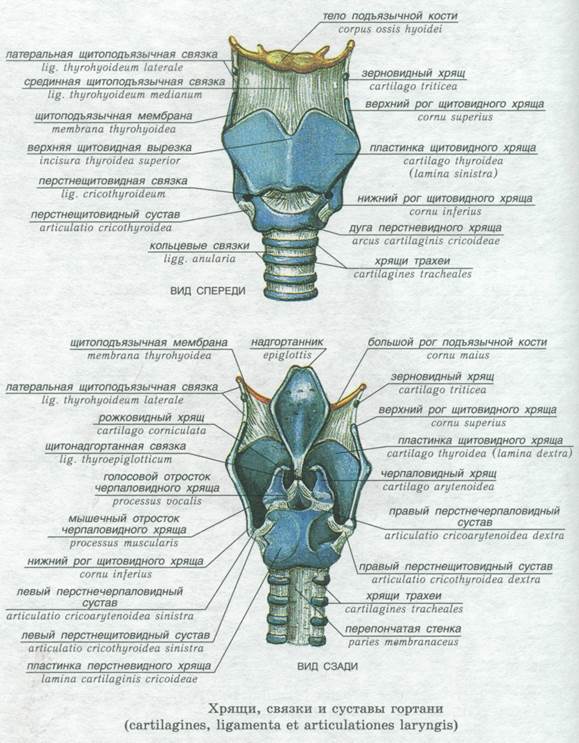 Основные хрящи гортани схема
