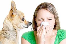 аллергены в носу