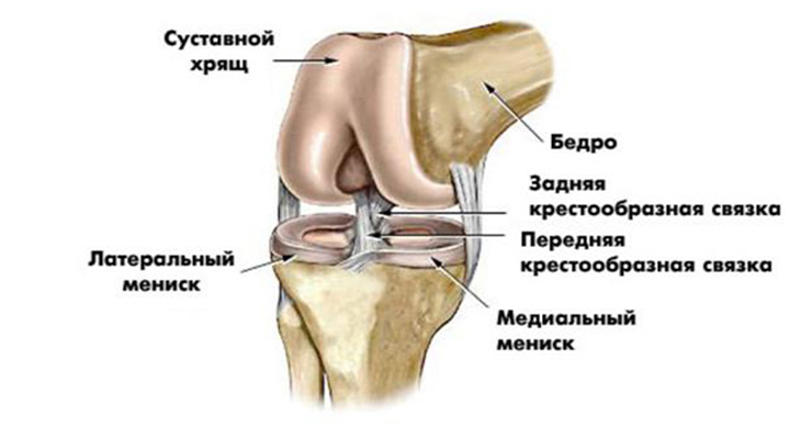 Описание коленного сустава