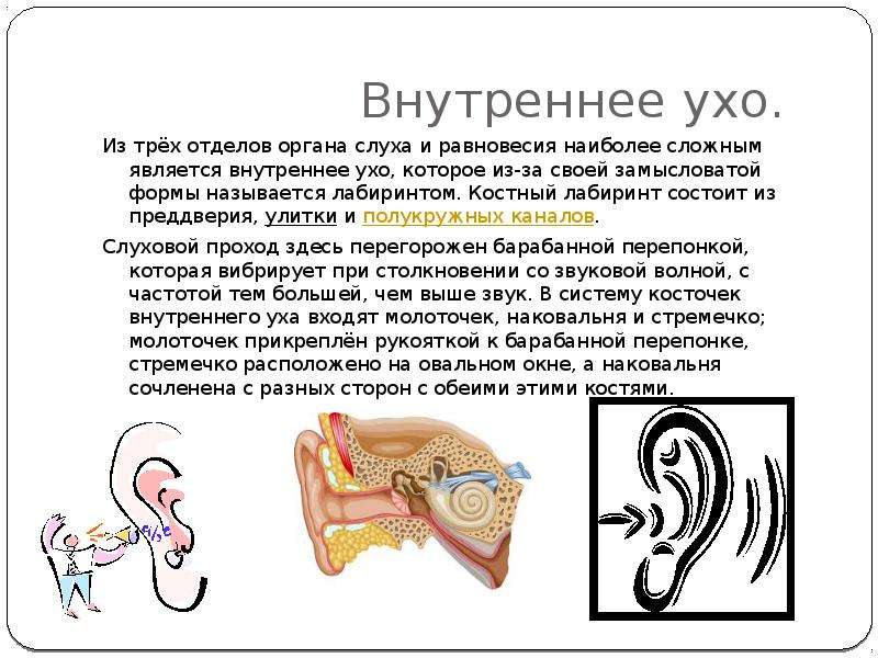 Три отдела внутреннего уха. Улитка внутреннего уха характеристика. Внутреннее ухо функции органа. Функции улитки внутреннего уха. Внутреннее ухо улитка функции.