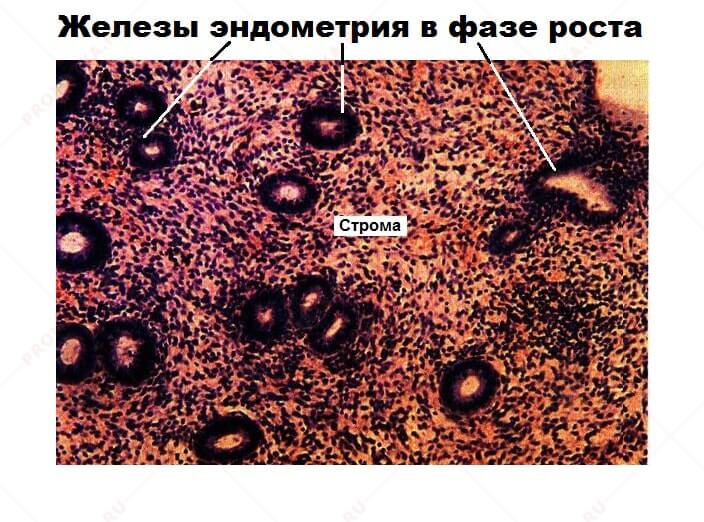 Эндометриальные железы в фазу роста