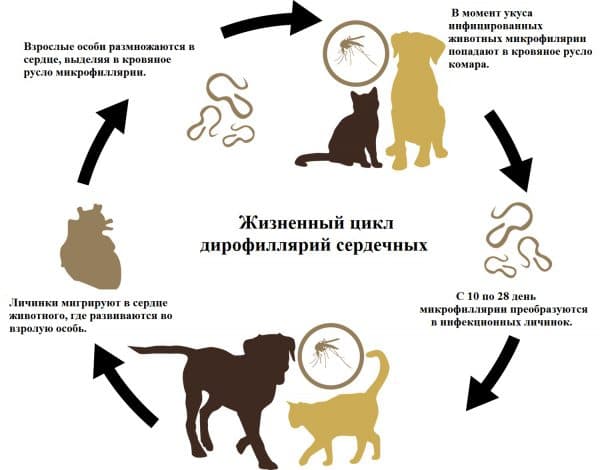 цикл личинок дирофиляриоза
