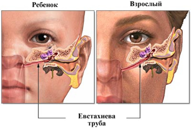 евстахиева труба