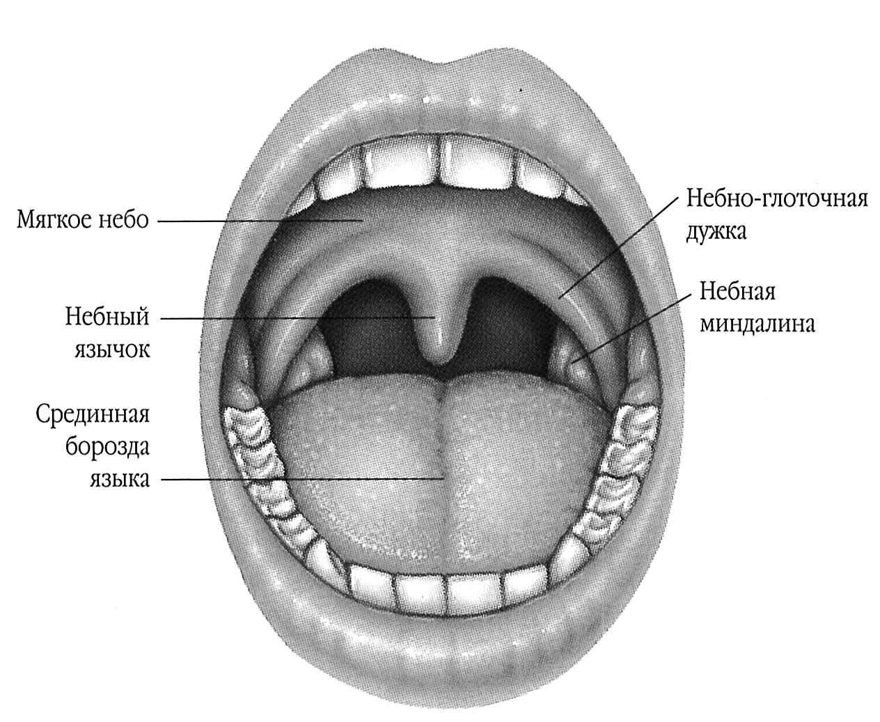 Отек язычка в горле фото