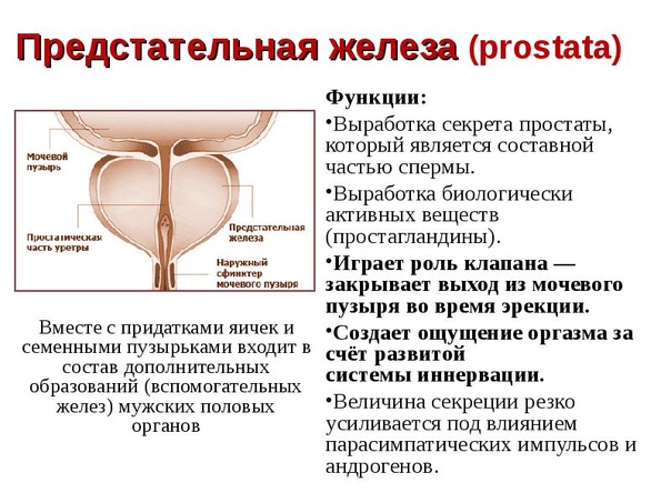 Расположение простаты у мужчин для массажа картинки