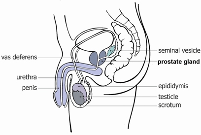 prostate-diagram