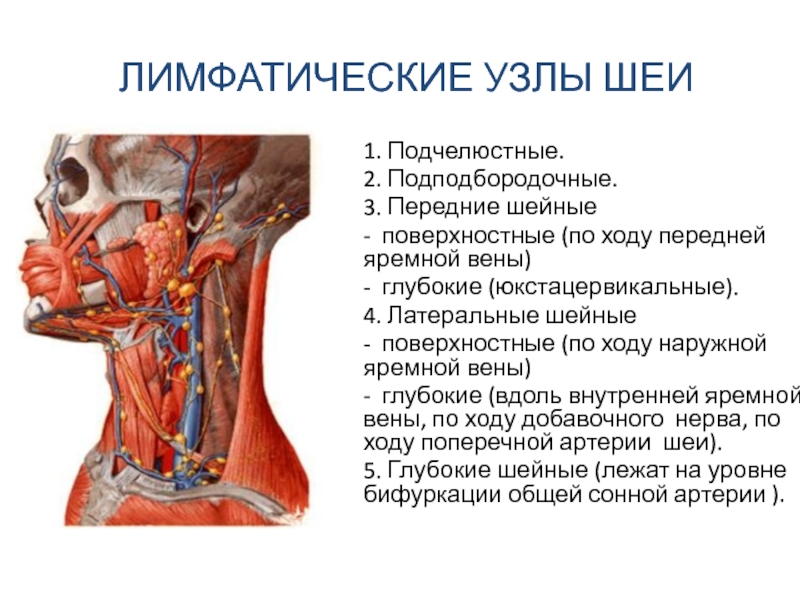 Расширение яремных вен. Глубокие латеральные лимфатические узлы шеи. Лимфатическая система человека анатомия шеи. Топография лимфатических узлов шеи. Шейные яремные лимфоузлы.