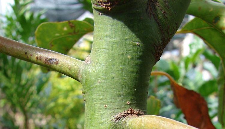 Camphor Tree Stem - Camphor Essential Oil is extracted from stem bark