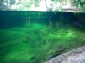 amazon_river_dolphin_in_aquarium_video