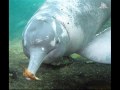 amazon_river_dolphin_in_captivity_video