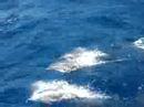 Clymene Dolphins