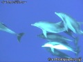 Indo-Pacific Bottlenose Dolphin - Tursiops Aduncus