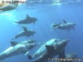 Indo-Pacific Bottlenose Dolphins Playing