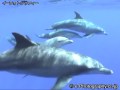 Indo-Pacific Bottlenose Dolphins near Japan