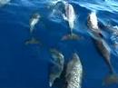 Pantropical Spotted Dolphins Pod