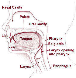 Throat: pharynx, larynx, trachea, esophagus