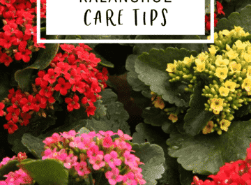 photo of a kalanchoe with red, pink, and yellow flowers and the text reads kalanchoe care tips