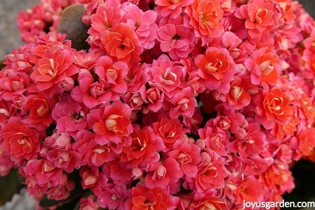 close up of the flowers of a rose pink calandiva kalanchoe plant