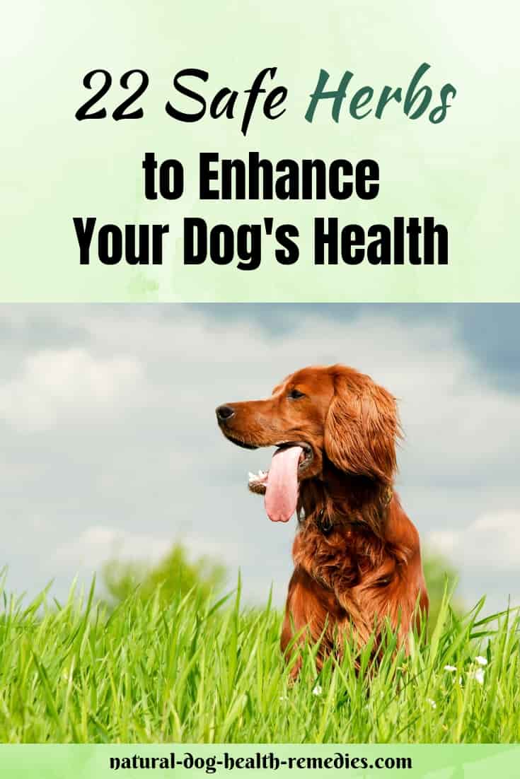 Safe Herbs for Dogs