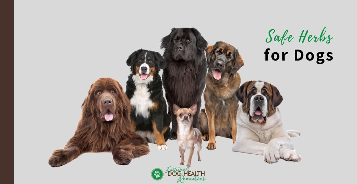 Safe Herbs for Dogs