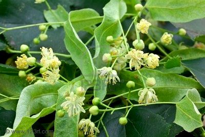 Lime Blossom Herbal Uses