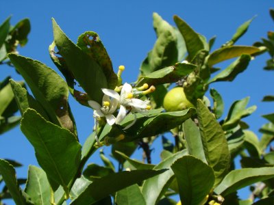 History of Lime Blossom