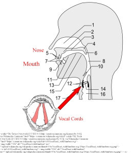 Diagram of the airways to show position of the vocal cords in vocal cord dysfunction