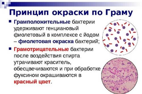 Streptococcus viridans 10^5 koe/тамп. Основные сведения